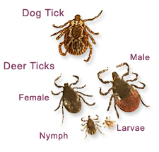 deer ticks, dog ticks