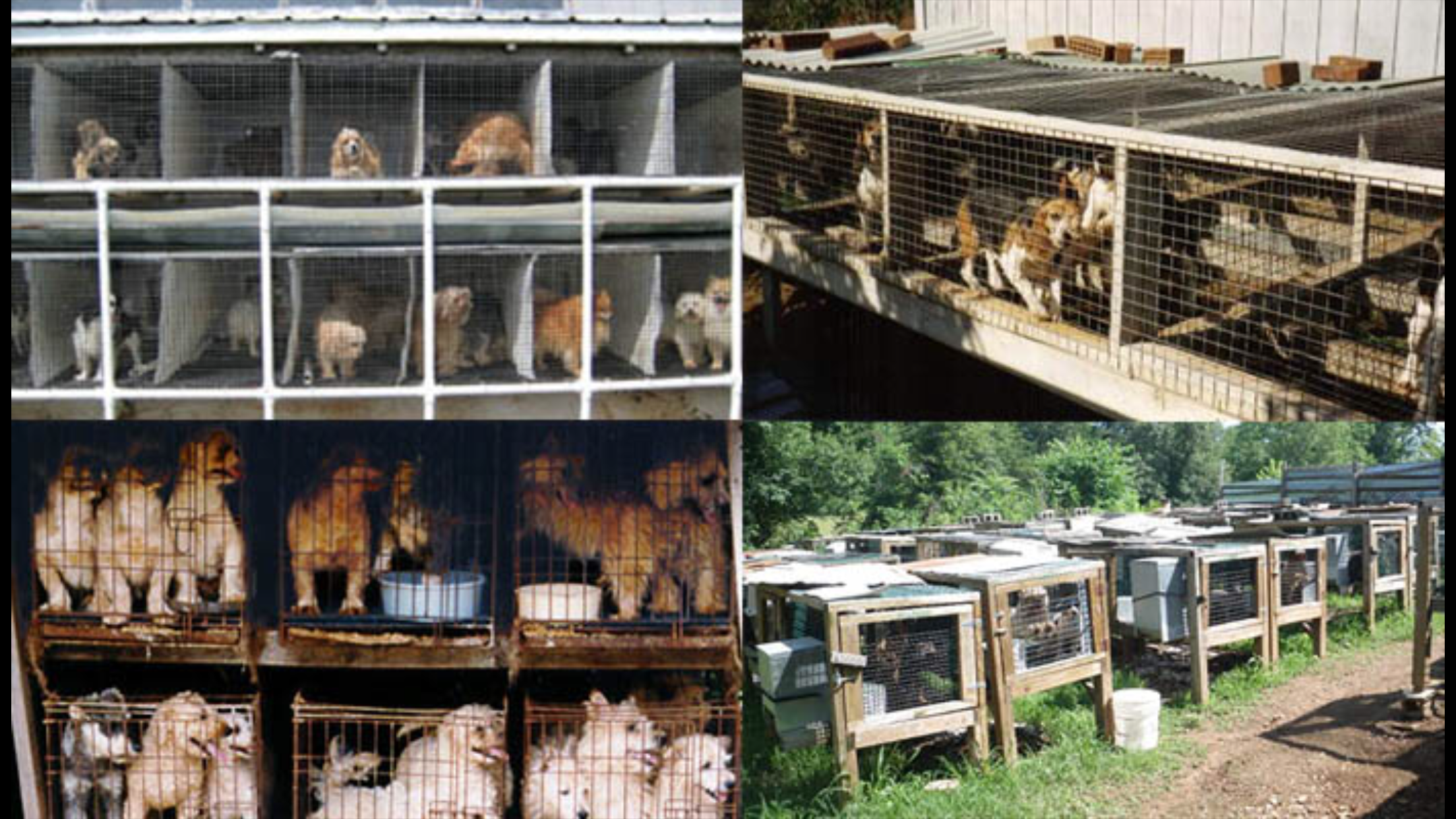 can puppy mills be akc registered