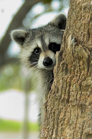 Raccoon peeking out from behind a tree